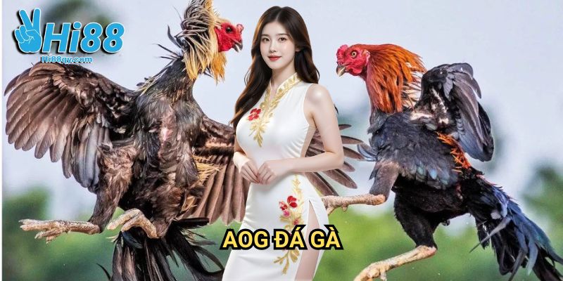 AOG Đá Gà Hi88: Đấu Trường Gà Chọi Đẳng Cấp Quốc Tế 1 AOG Đá Gà Hi88: Đấu Trường Gà Chọi Đẳng Cấp Quốc Tế
