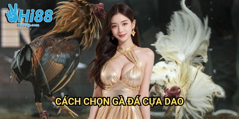 Cách chọn gà đá cựa dao Hi88: Bí Quyết Tuyển Chọn Chiến Kê Vô Địch 7 Cách chọn gà đá cựa dao Hi88: Bí Quyết Tuyển Chọn Chiến Kê Vô Địch