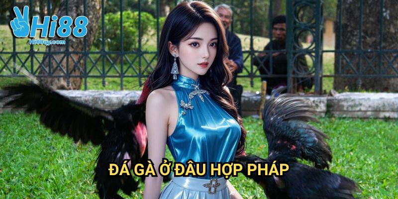 Đá gà ở đâu hợp pháp Hi88: Khám Phá Các Điểm Đến Đấu Gà Chính Thống 10 Đá gà ở đâu hợp pháp Hi88: Khám Phá Các Điểm Đến Đấu Gà Chính Thống