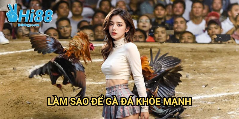 Làm sao để gà đá khỏe mạnh Hi88: Bí Quyết Nuôi Dưỡng Chiến Kê Bách Thắng 8 Làm sao để gà đá khỏe mạnh Hi88: Bí Quyết Nuôi Dưỡng Chiến Kê Bách Thắng